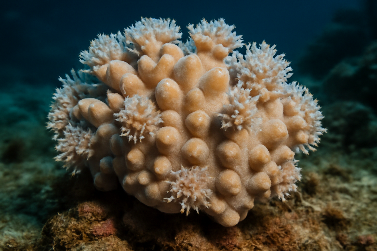 Knobby Leather Coral