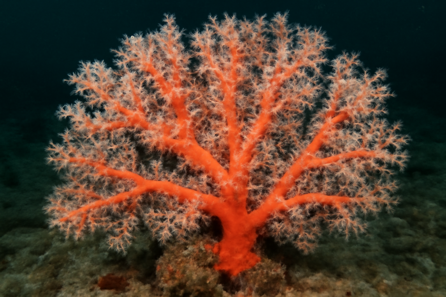 Red Tree Coral