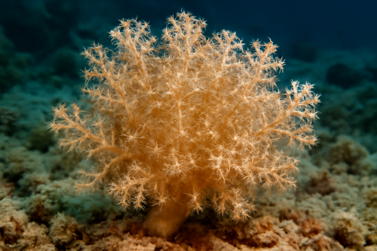 Bushy Soft Coral