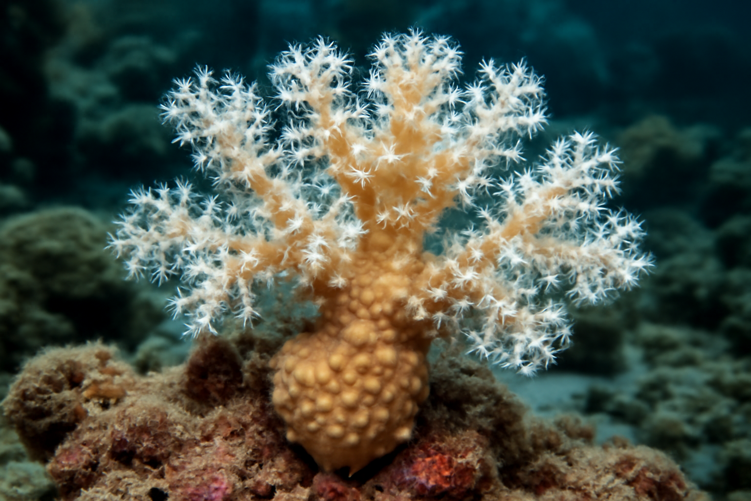Knobby Soft Coral