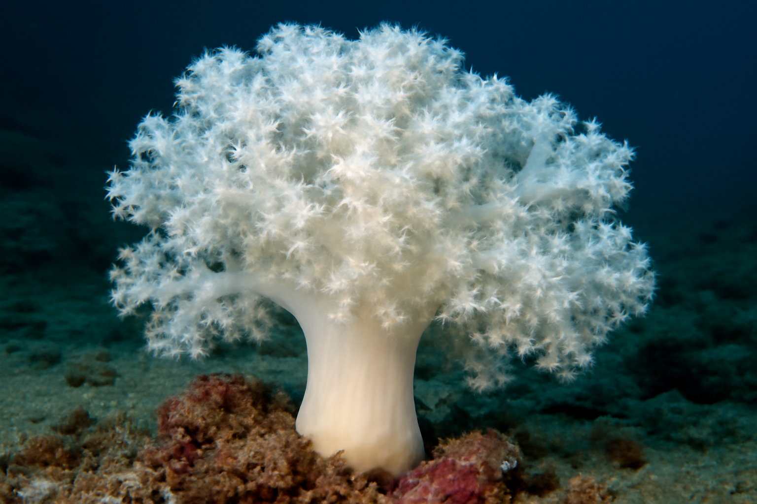 White Soft Coral