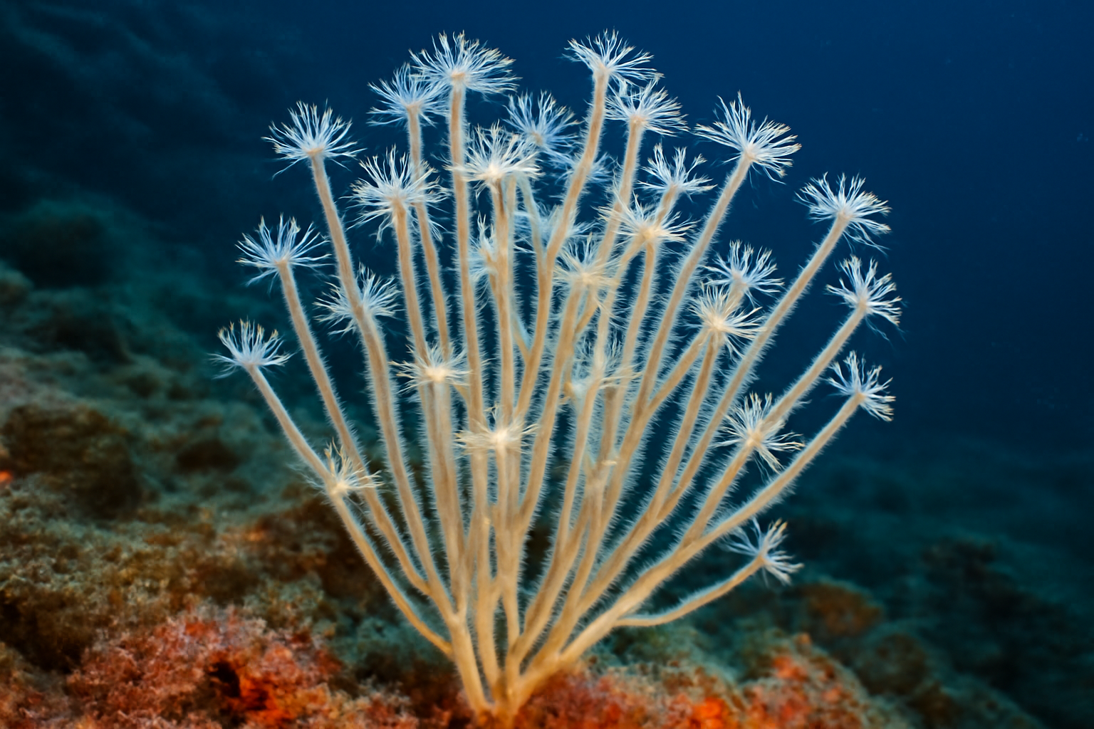 Slender Soft Coral