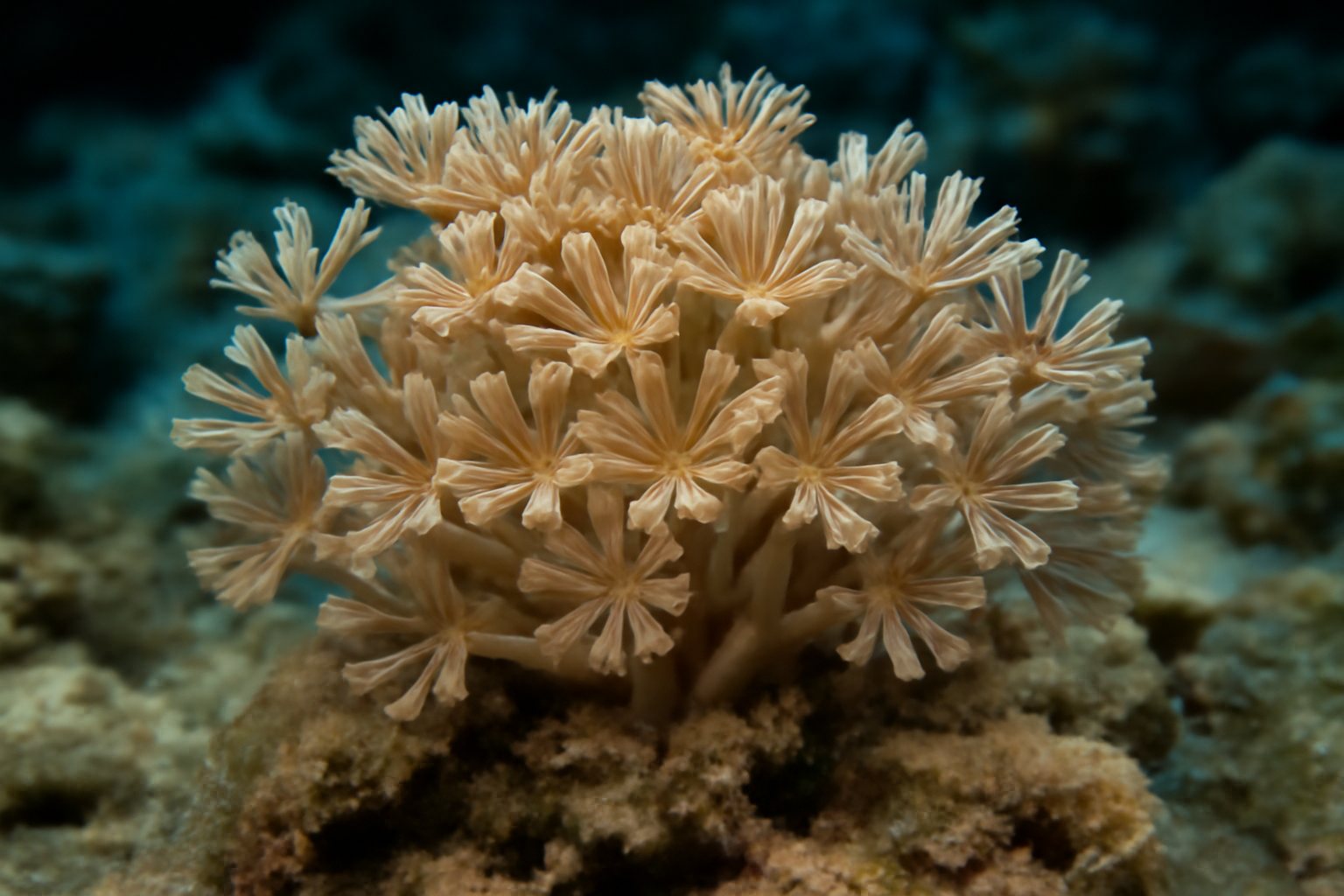 Waving Hand Coral