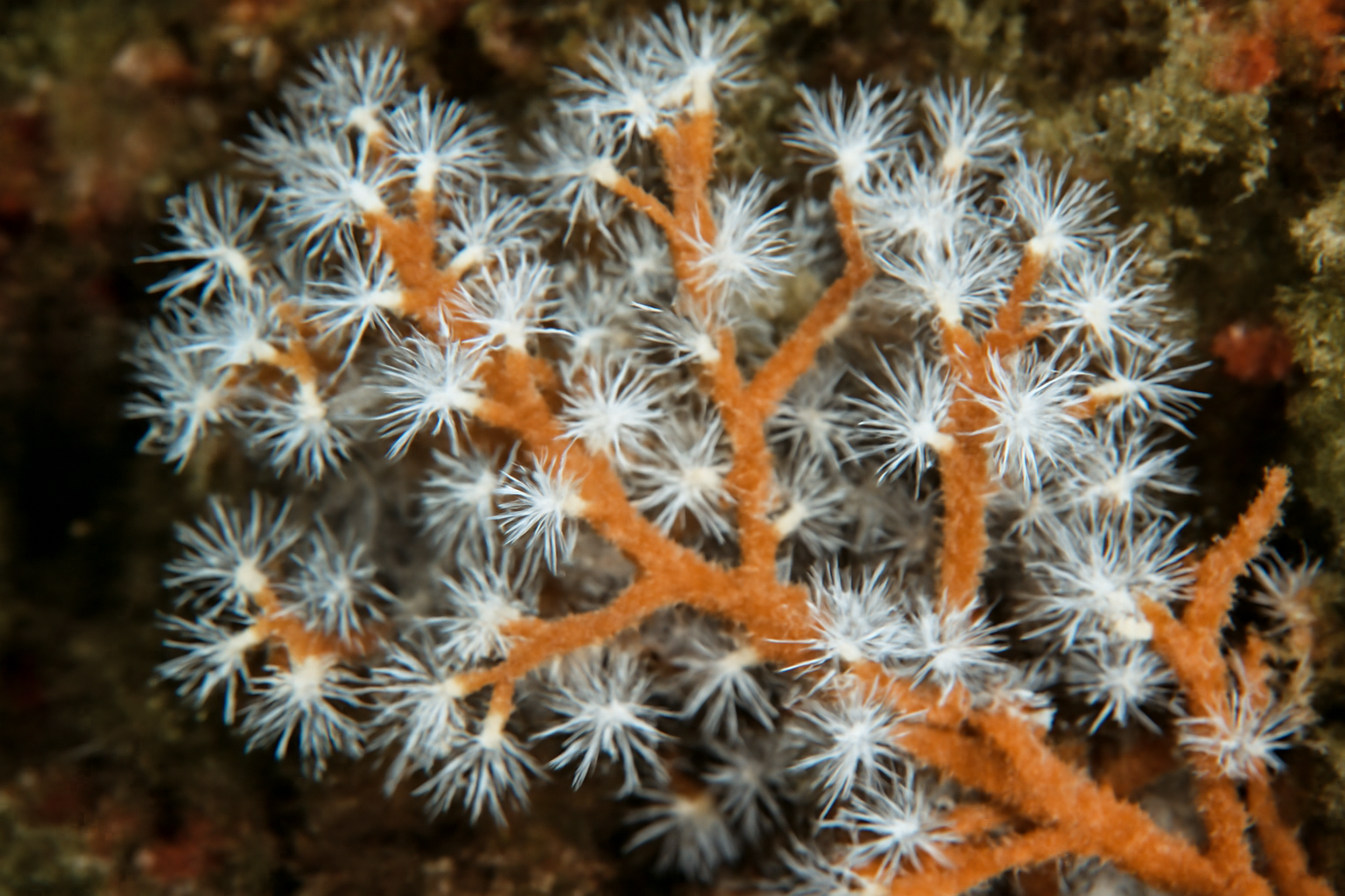 Snowflake Coral
