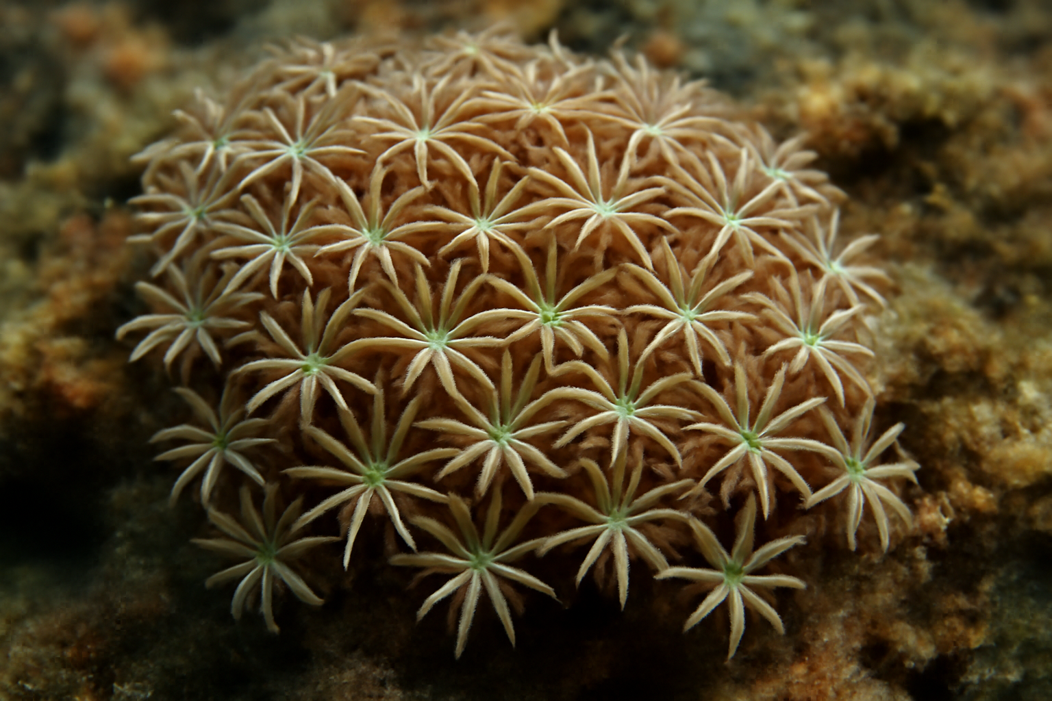 Common Star Polyp