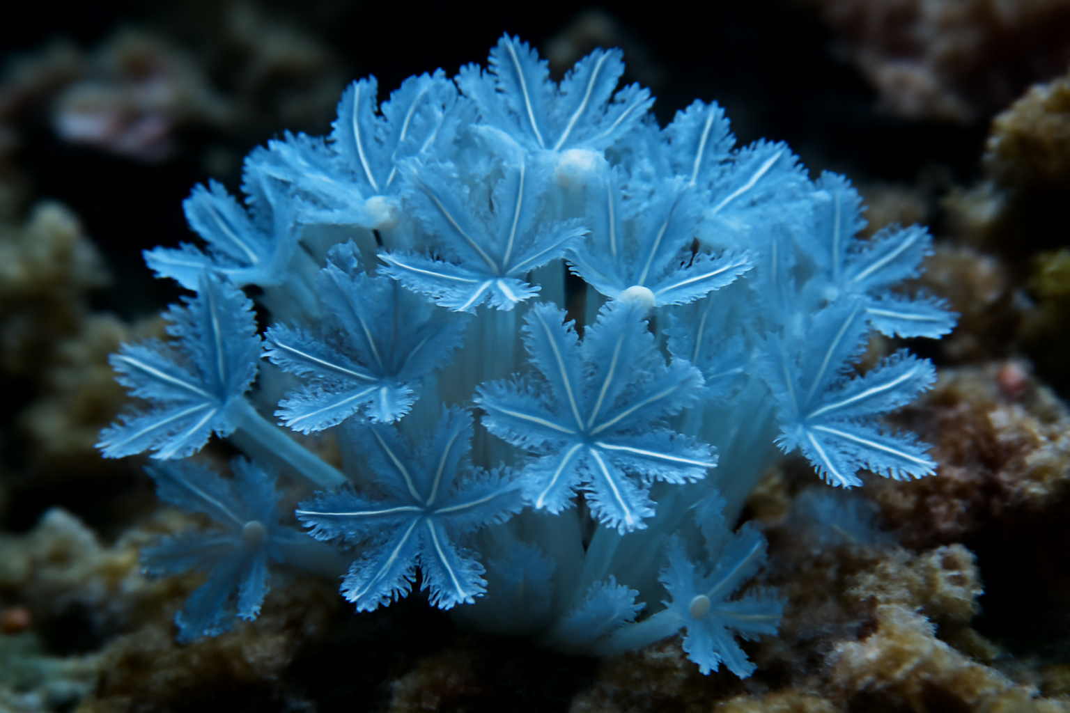Blue Xenia