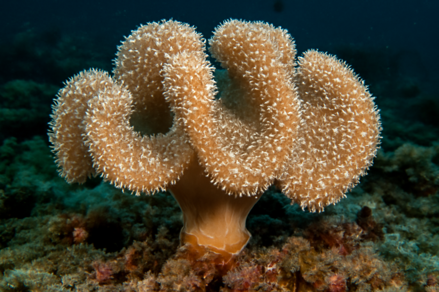 Elastica Soft Coral