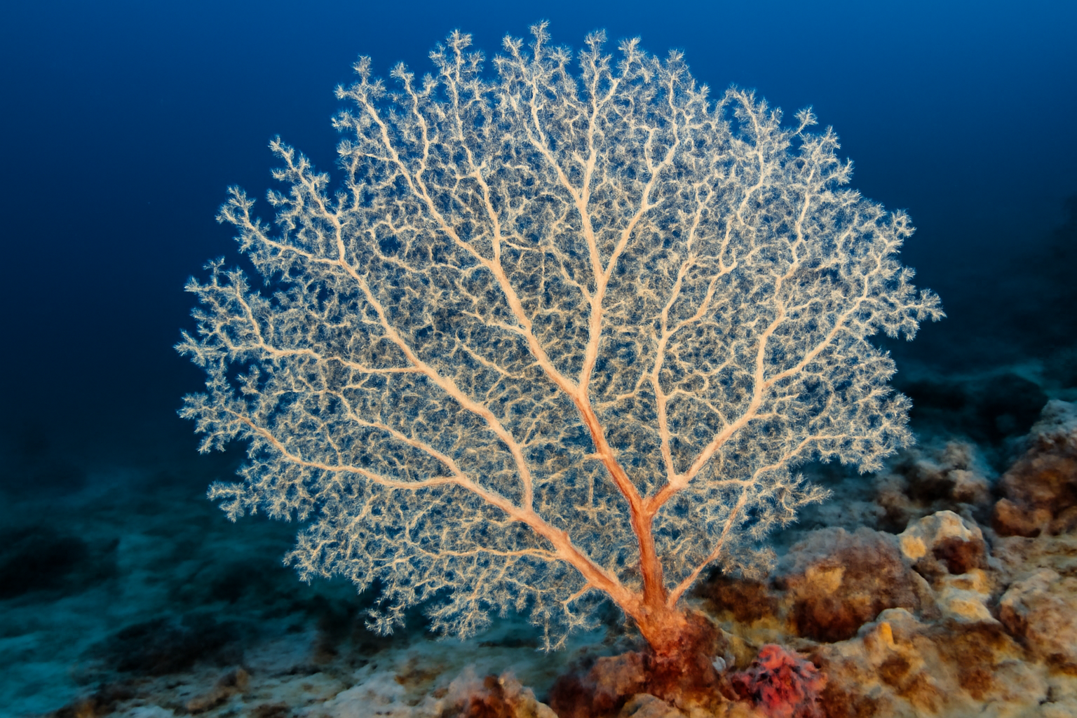 Gorgonian Soft Coral