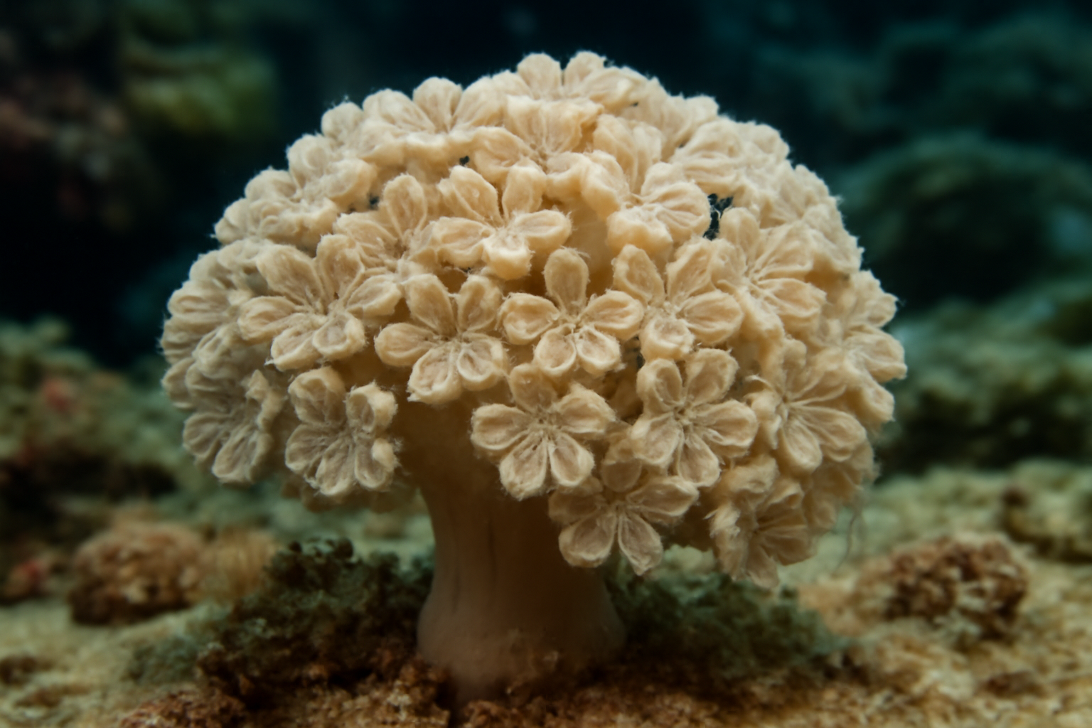 Clover Soft Coral