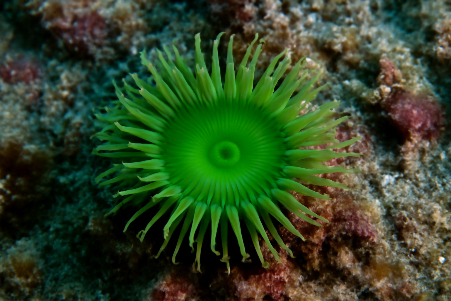 Giant Green Polyp