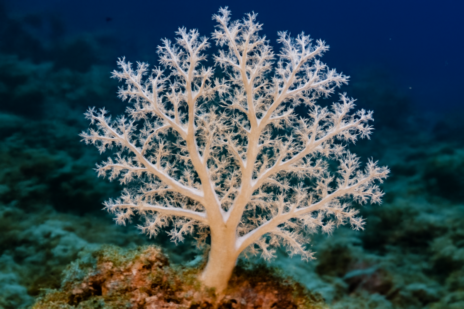 Branching Soft Coral