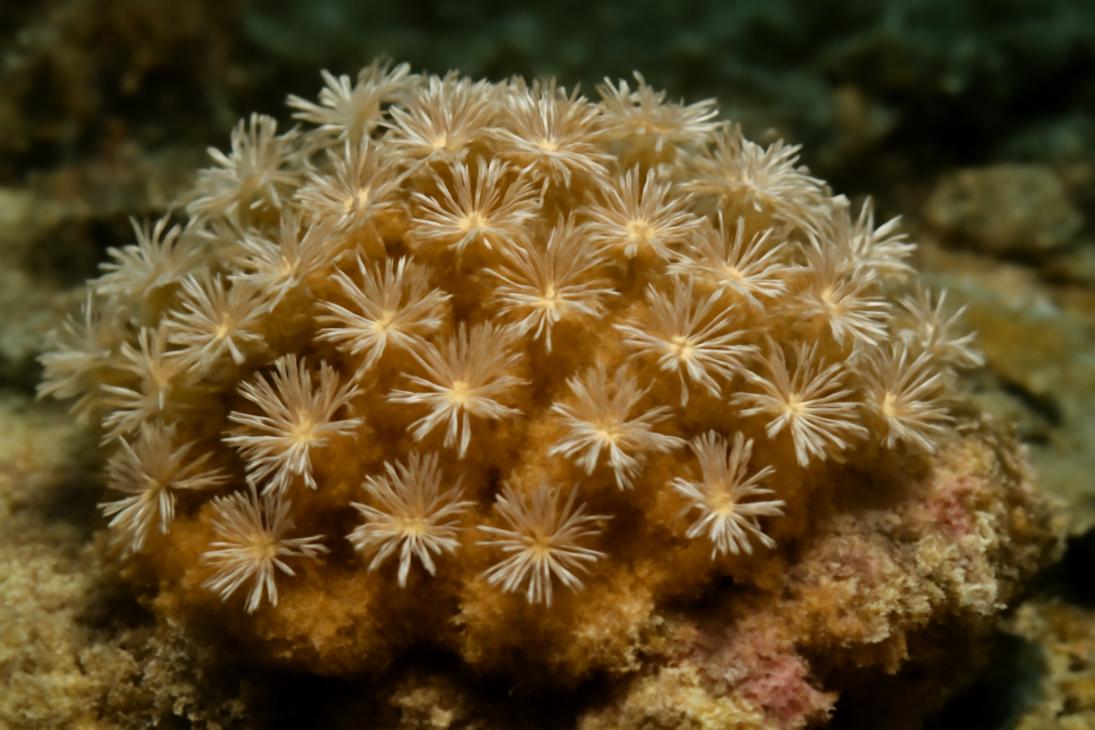 Encrusting Clavularia