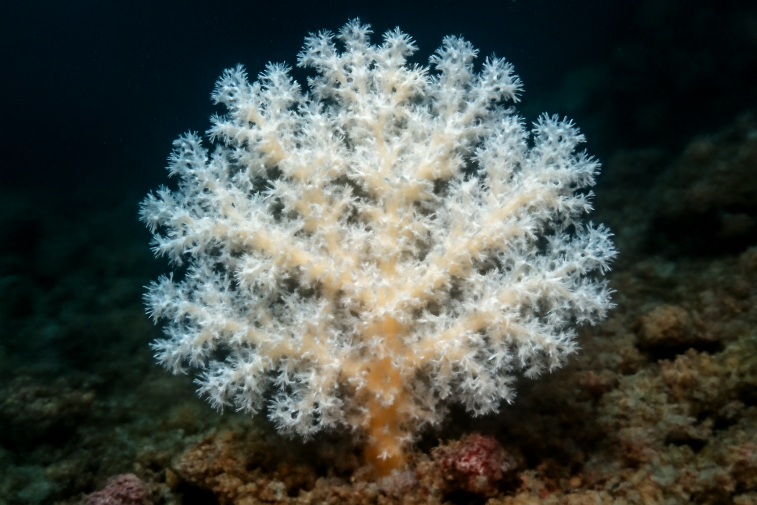 Snowy Soft Coral