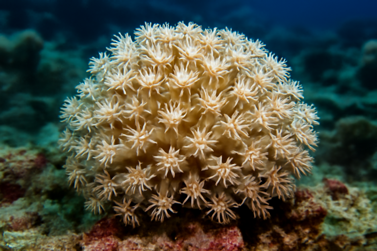 Brazilian Soft Coral