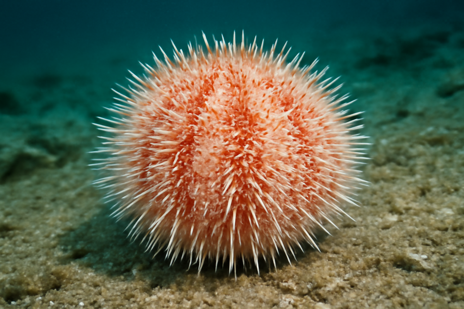 Antarctic Sea Urchin