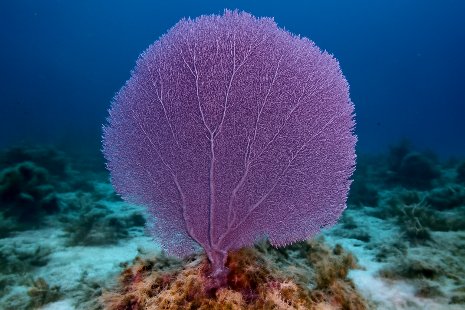 Venus Sea Fan