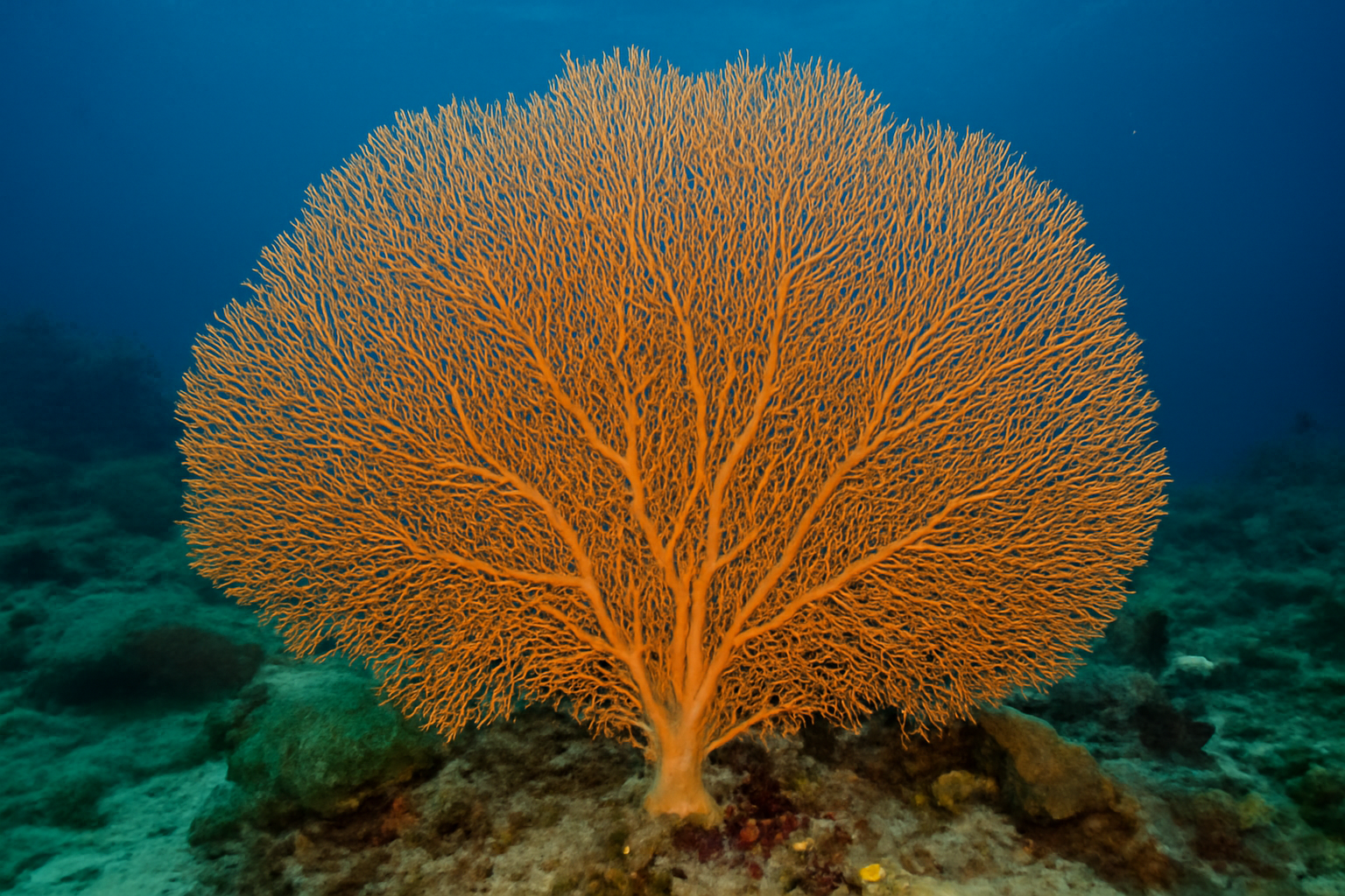 Elegant Sea Fan