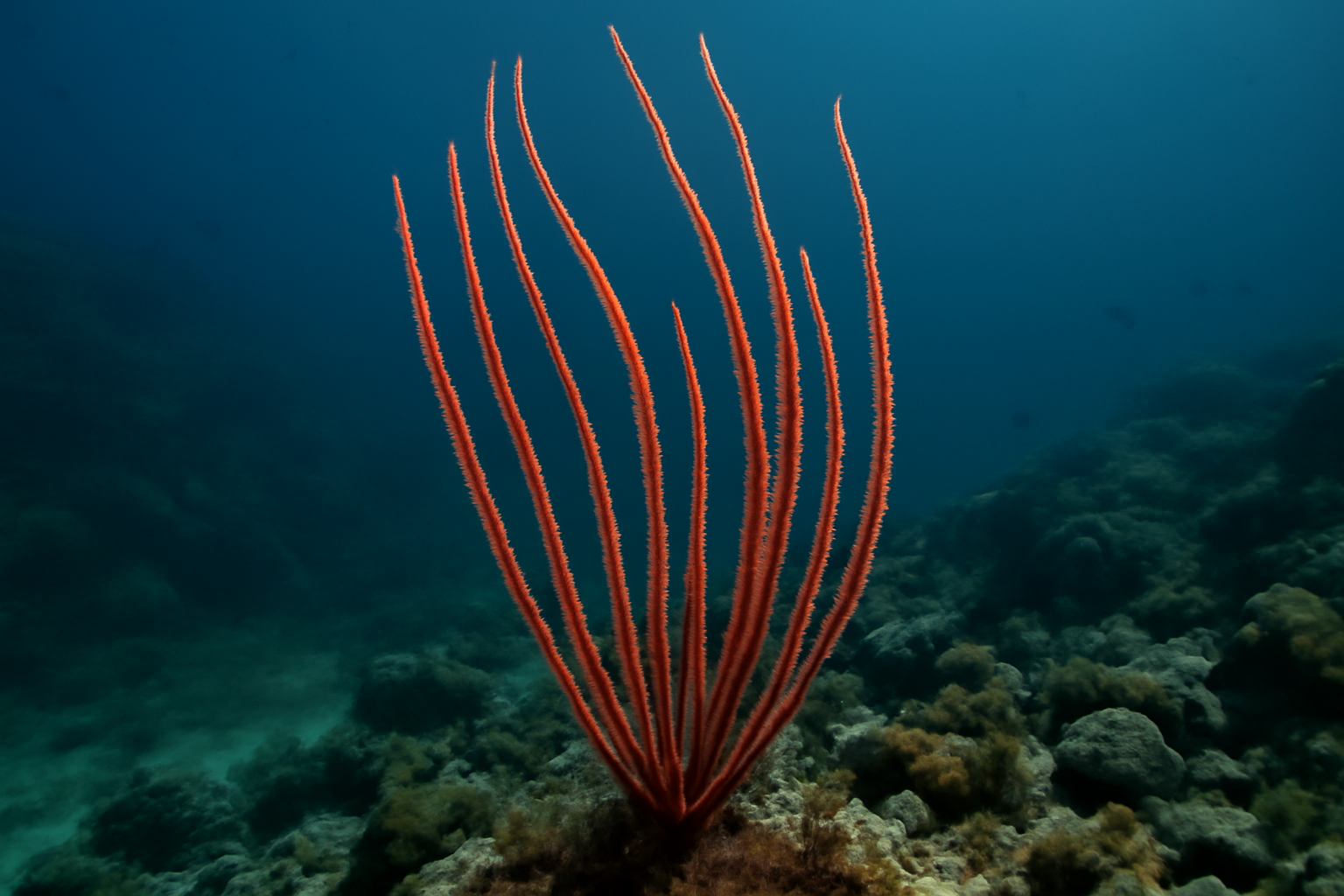 Red Sea Whip