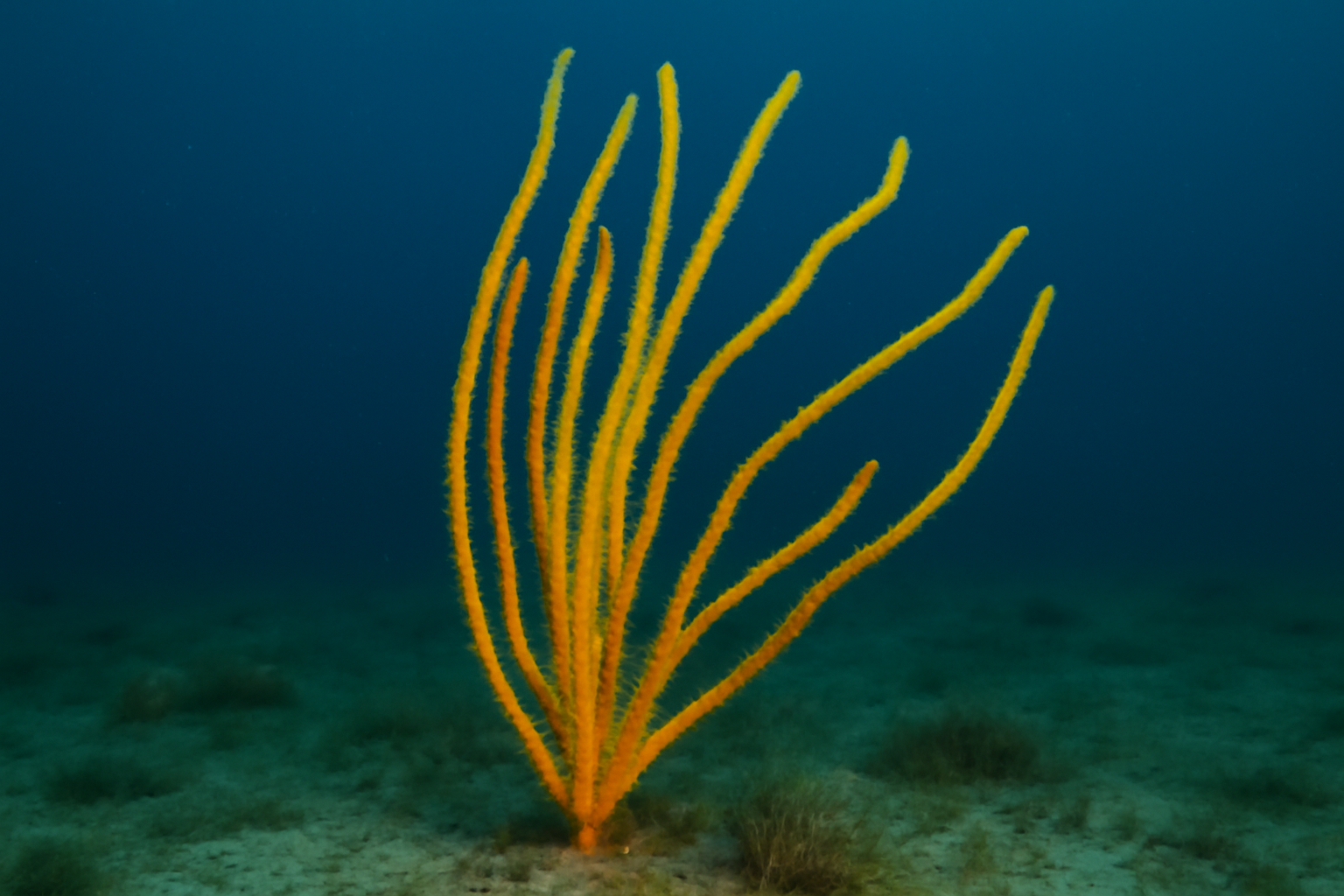 Yellow Sea Whip