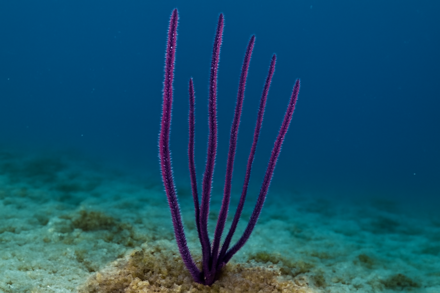 Purple Sea Whip