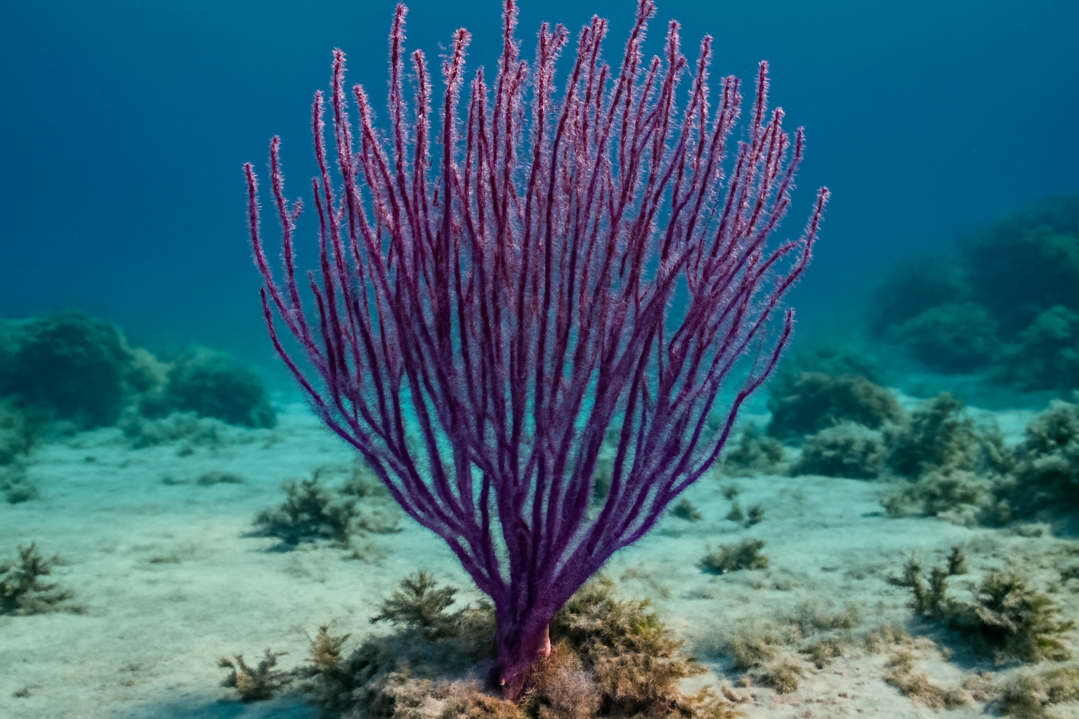 Purple Sea Rod