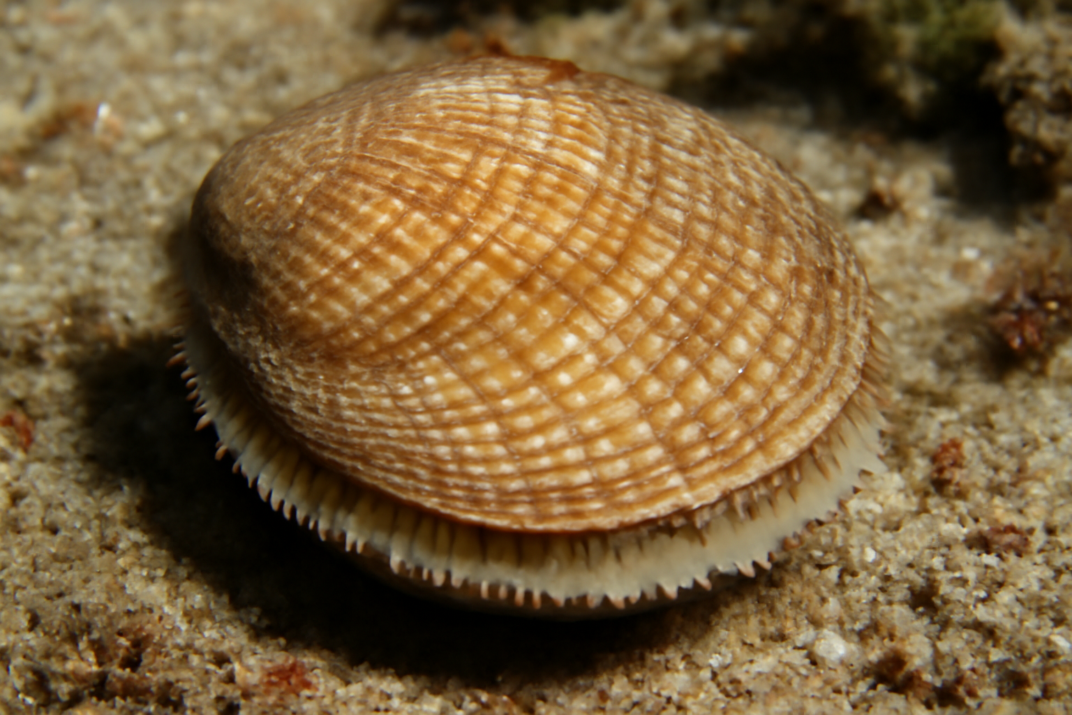 Venus Clam