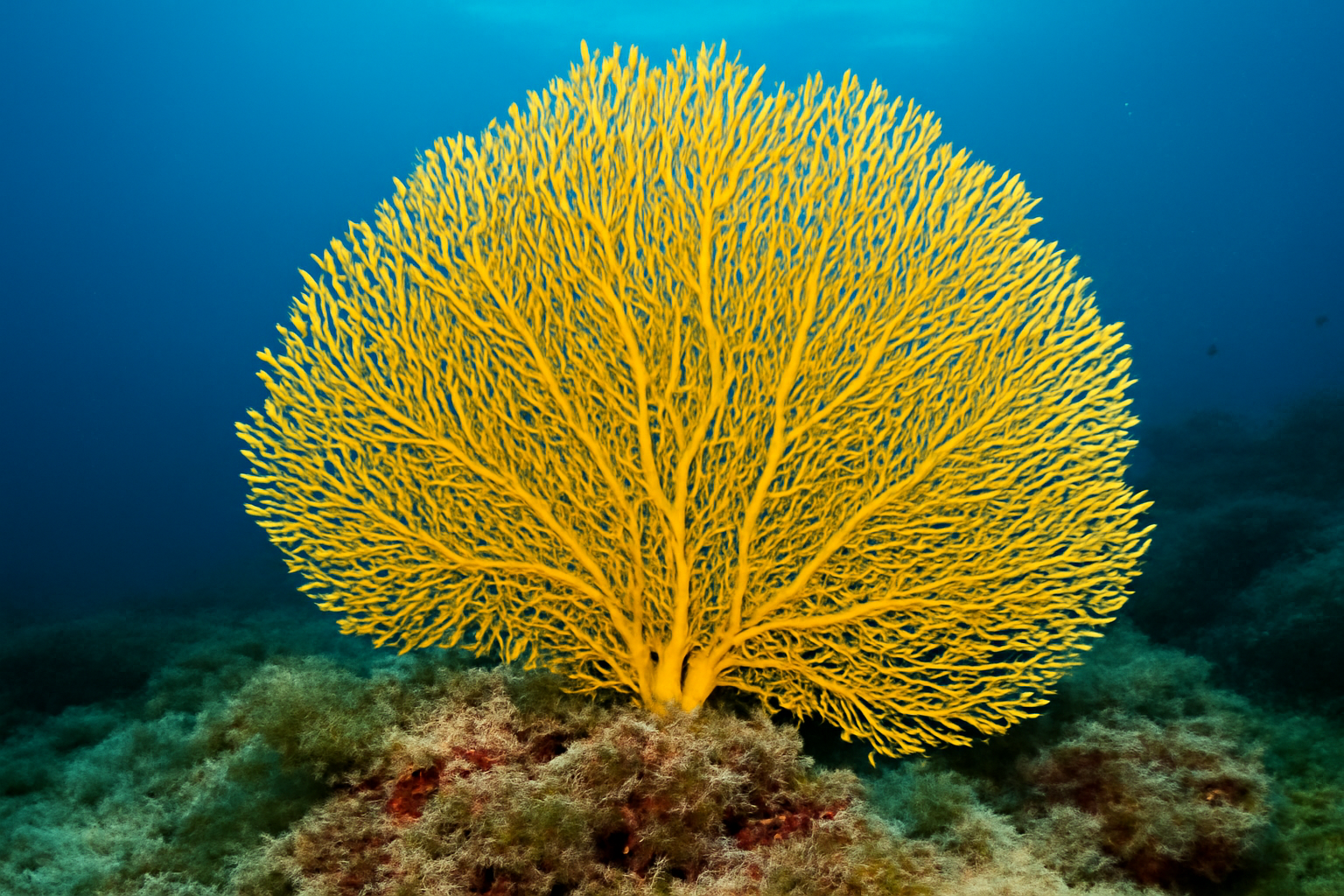 Yellow Sea Fan