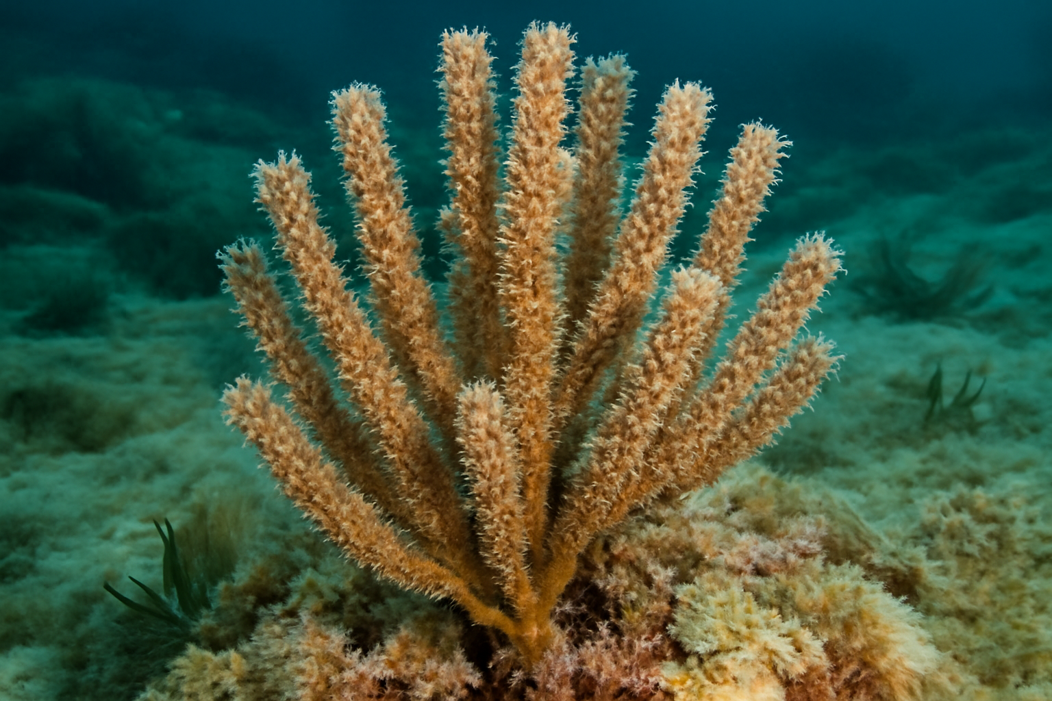 Eunicea calyculata