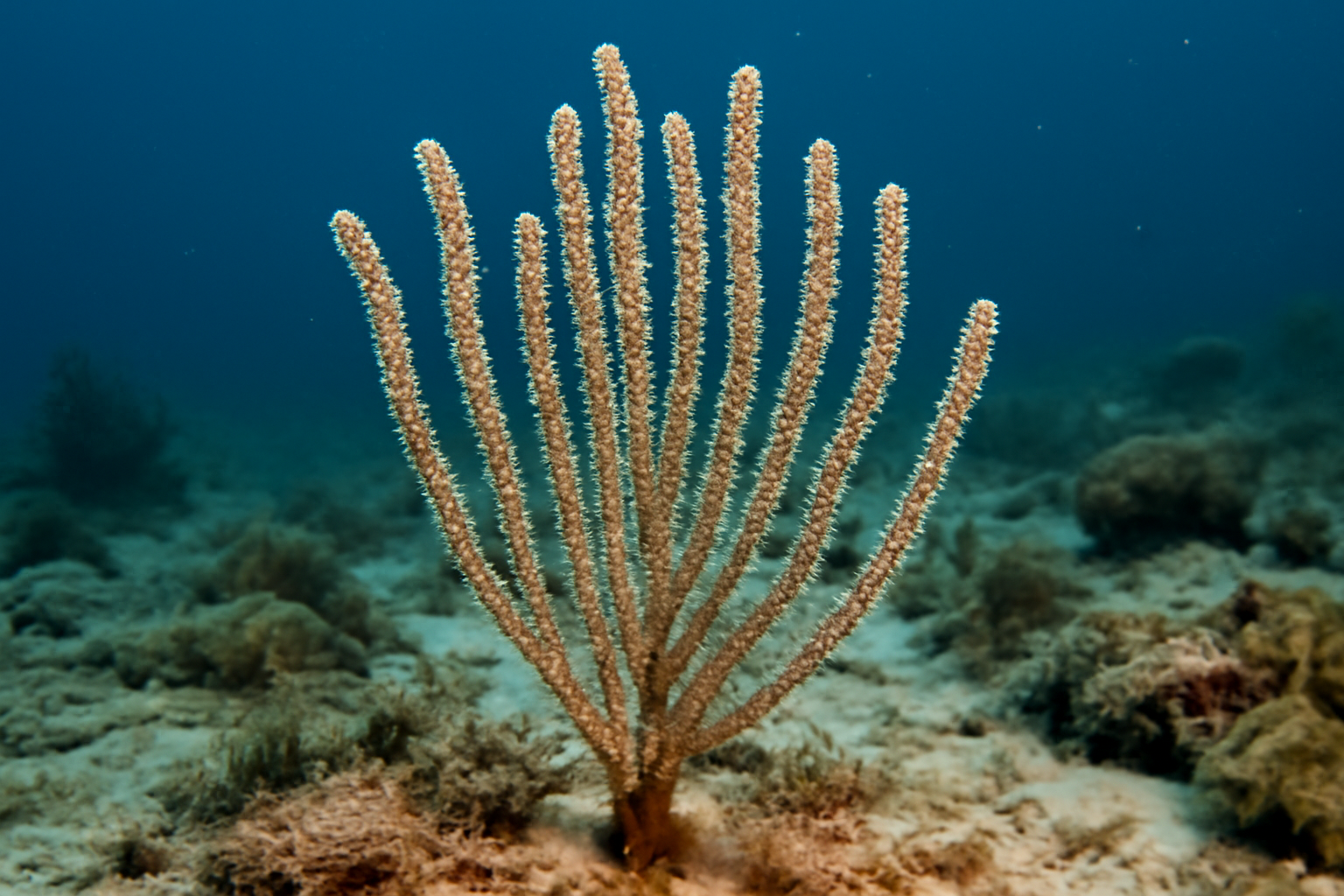 Eunicea flexuosa