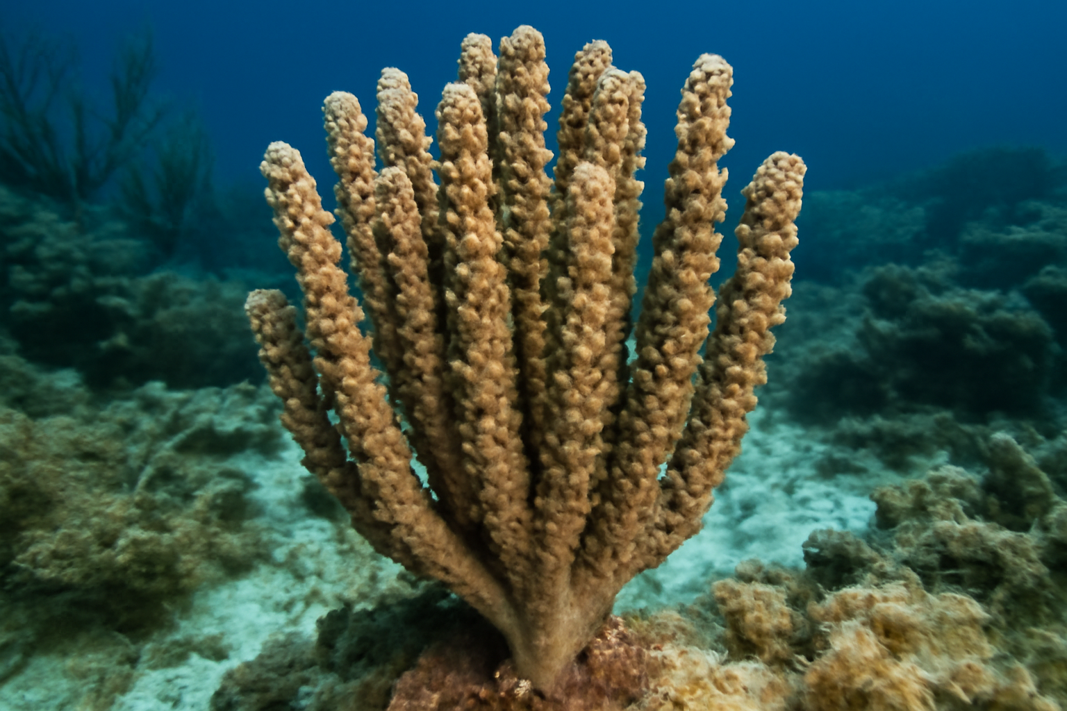 Eunicea mammulata