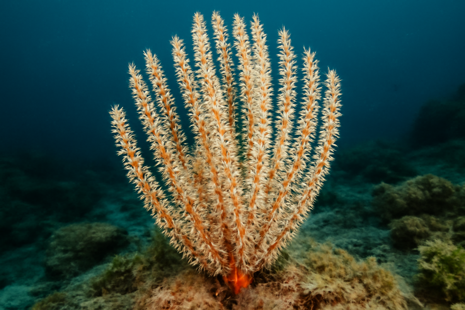 Bottlebrush Sea Fan