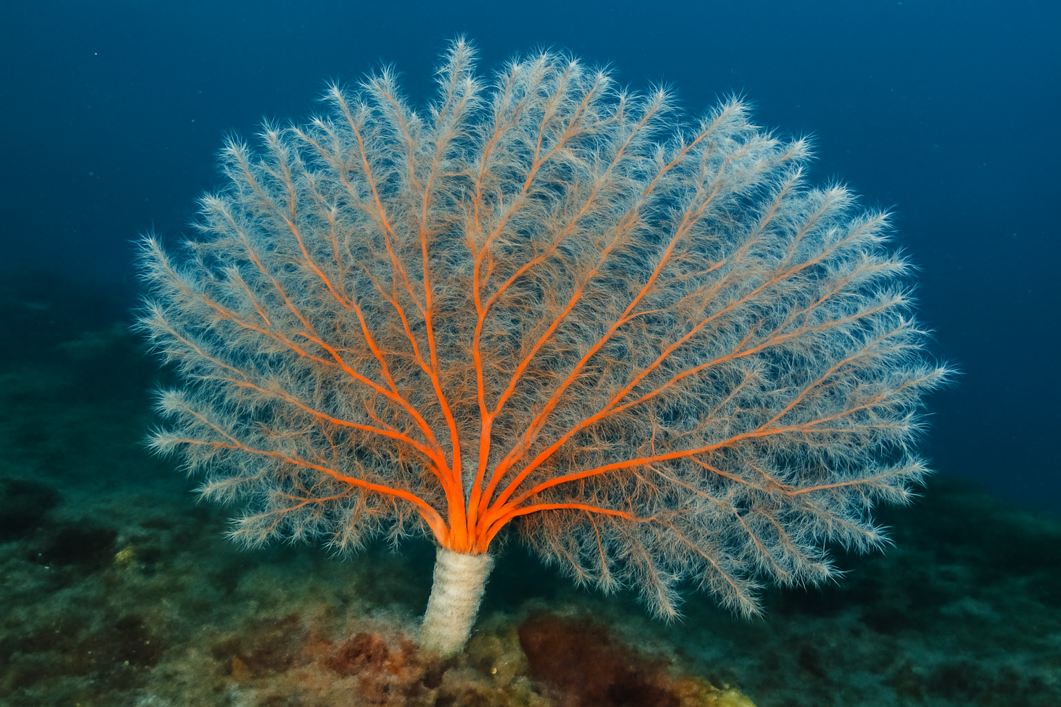 Fringed Sea Fan