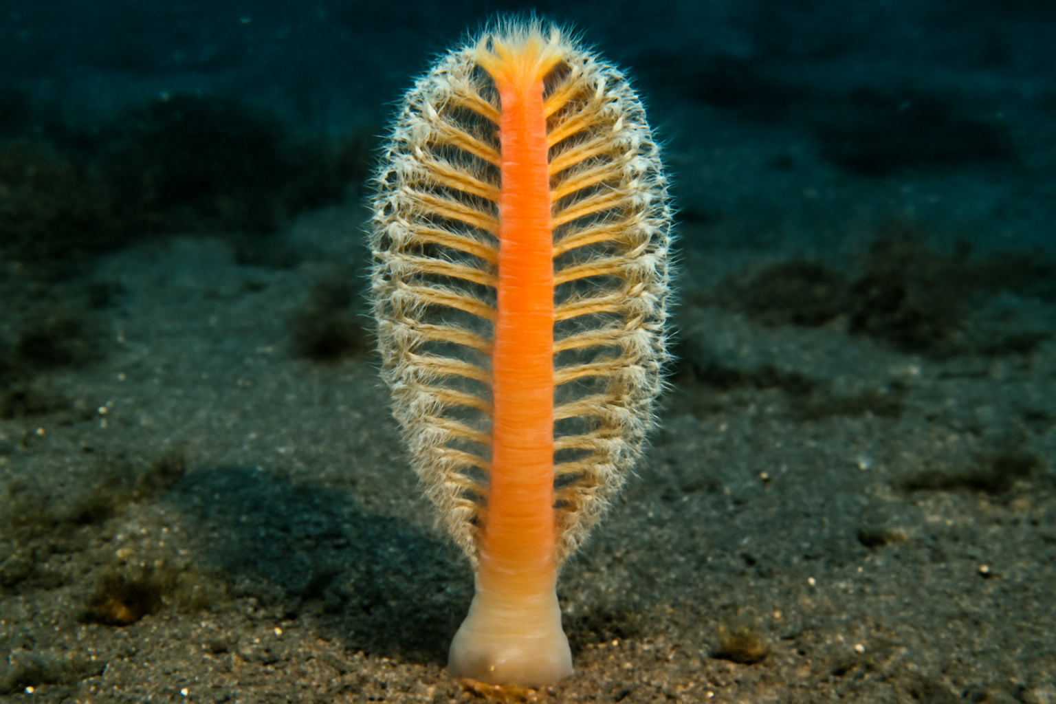 Fleshy Sea Pen