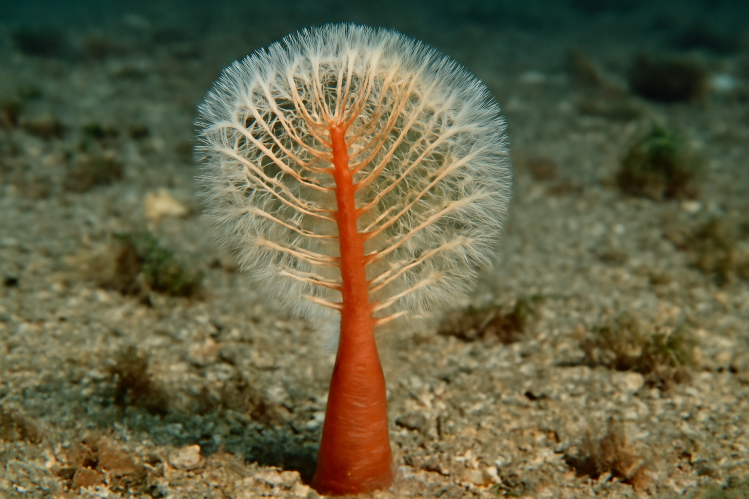 Stalked Sea Pen
