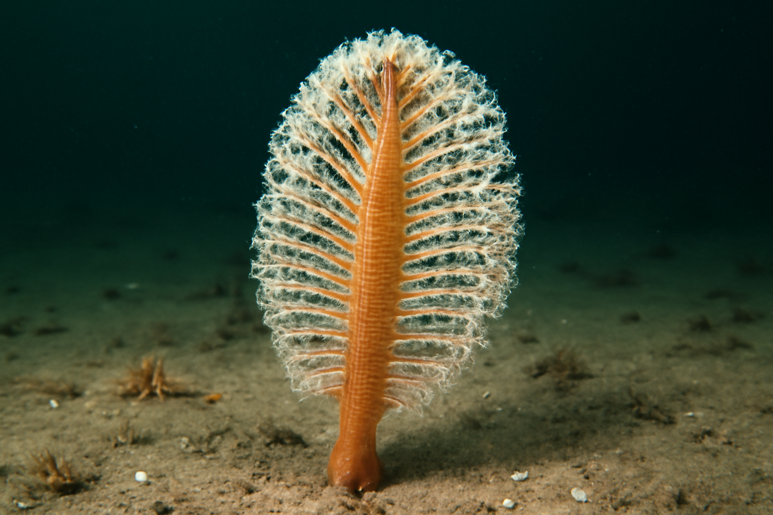 Baltic Sea Pen