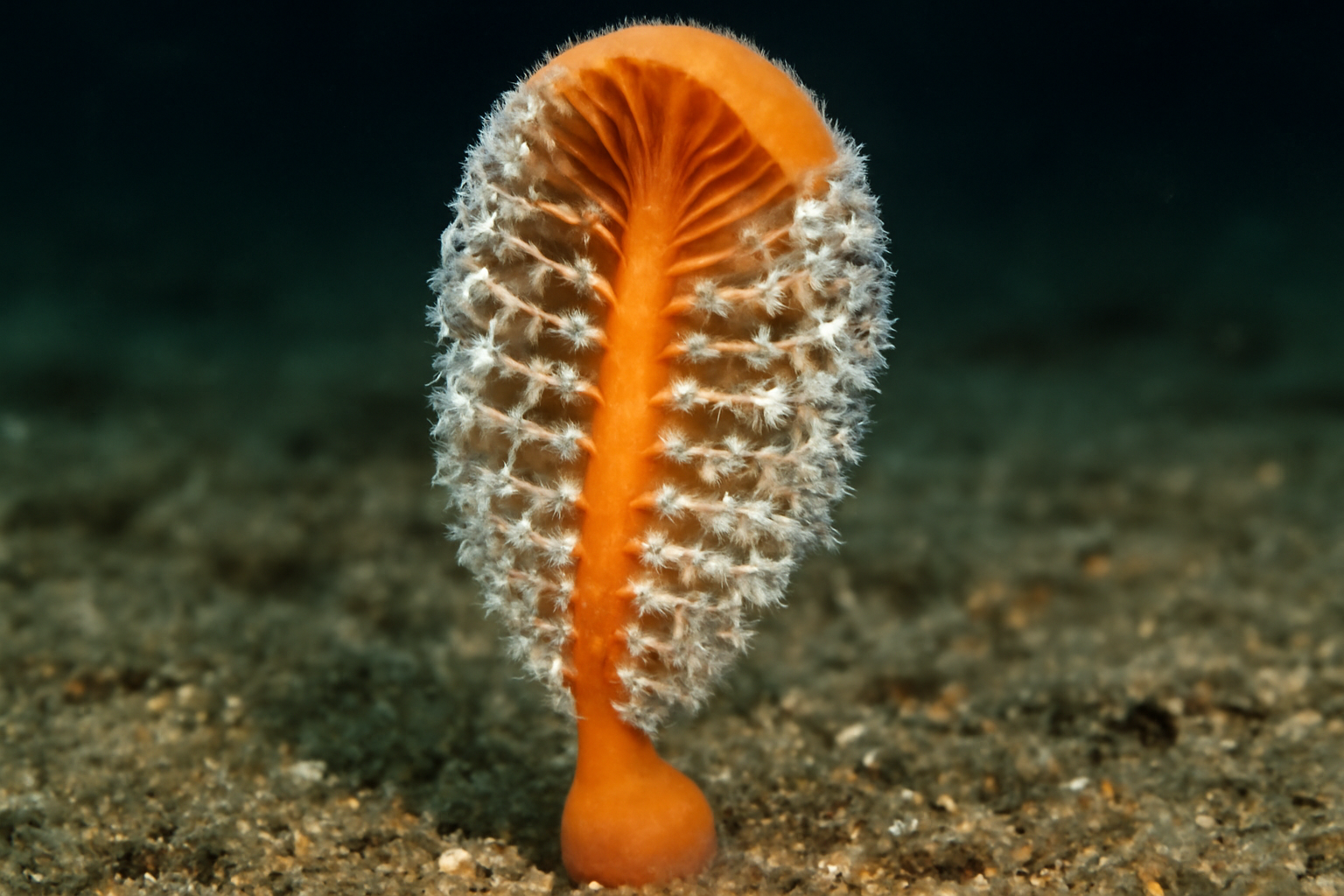 Stinging Sea Pen