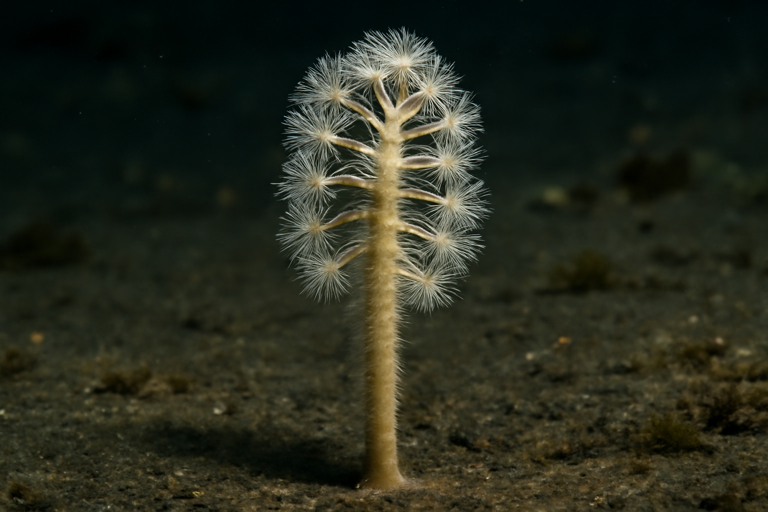 Parafuniculina hirsuta