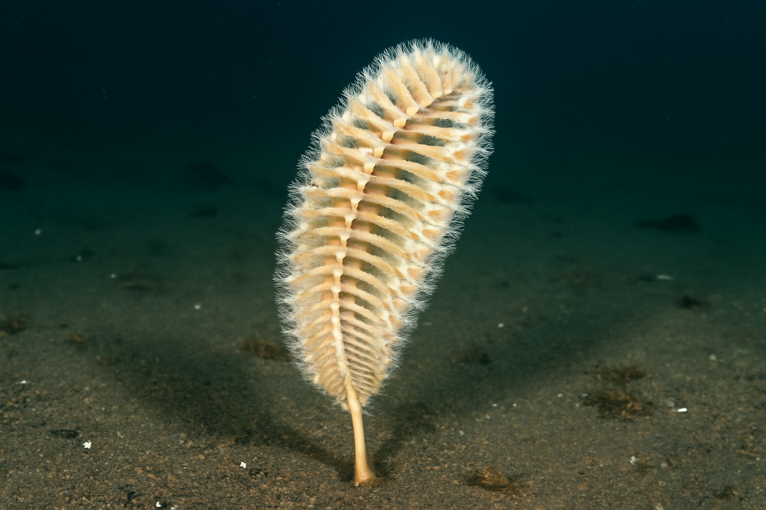 Parafuniculina irregularis