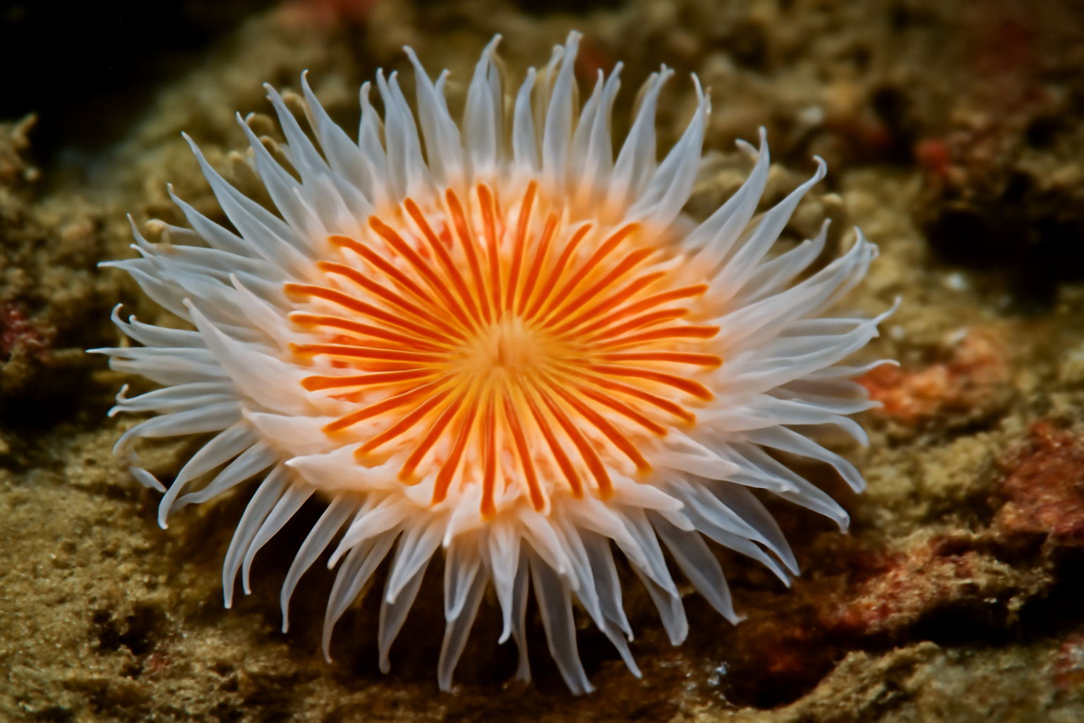 Orange-striped anemone