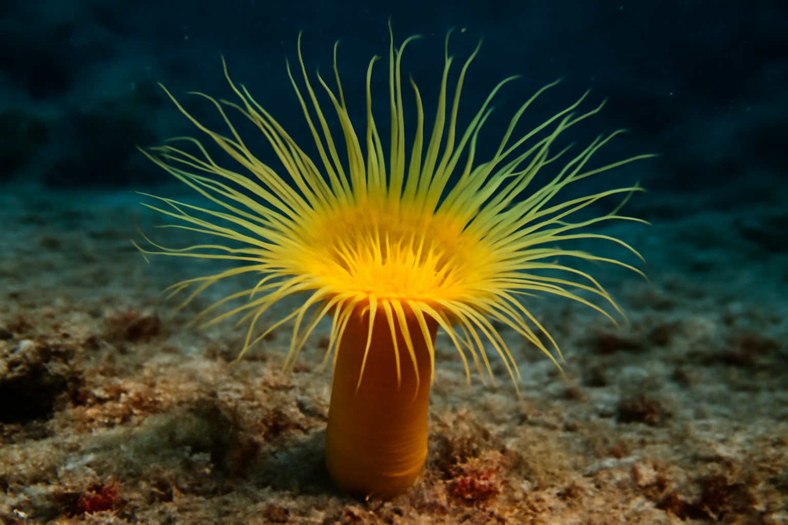 Yellow tube anemone