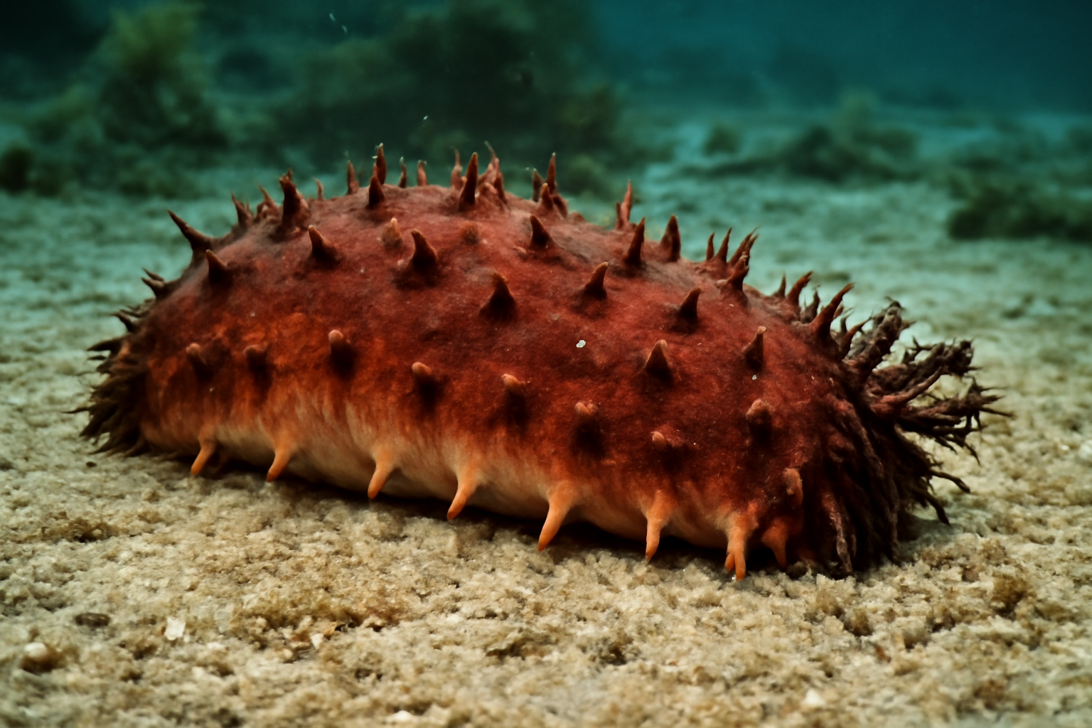 Rough Sea Cucumber