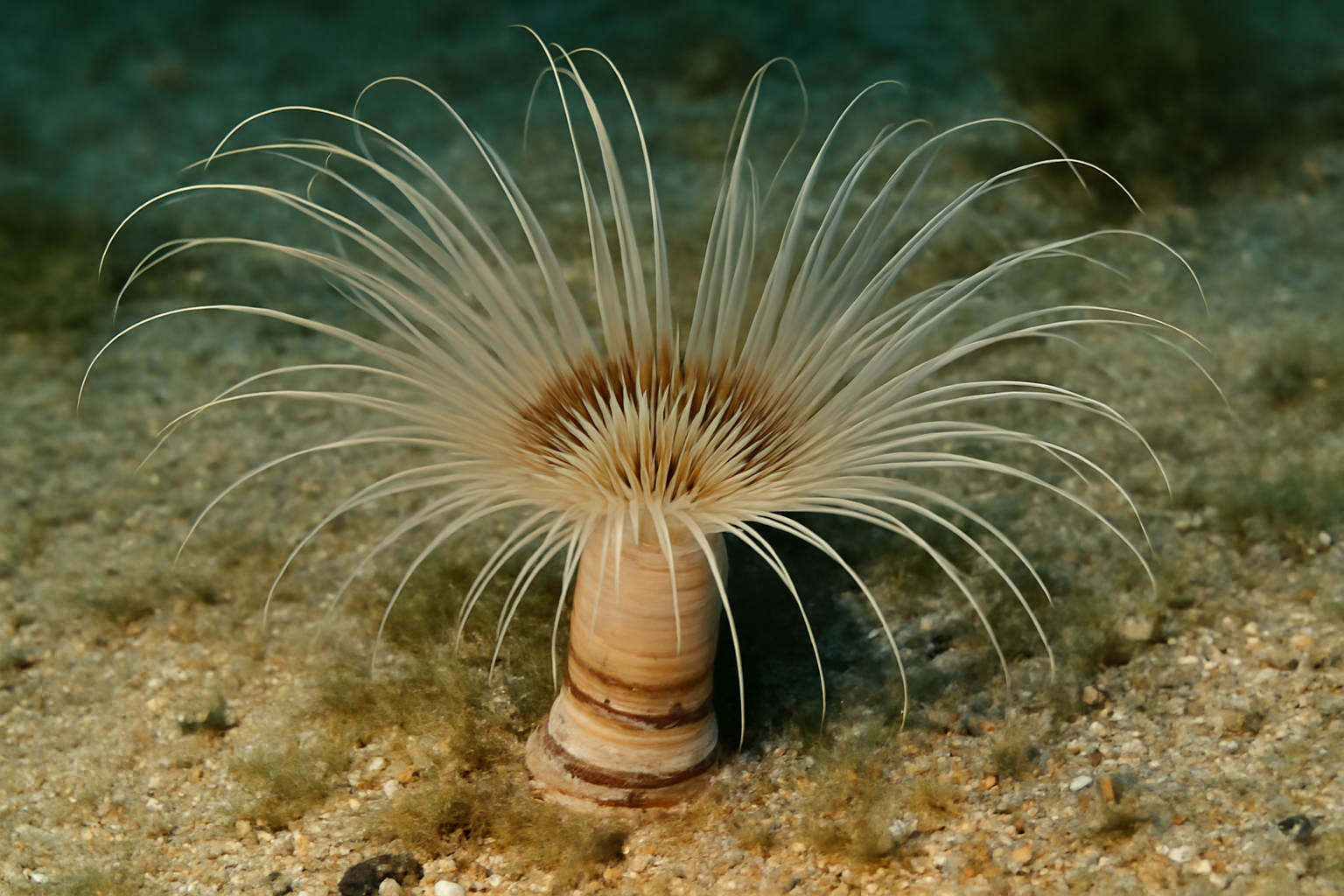 Banded Tube-Dwelling Anemone