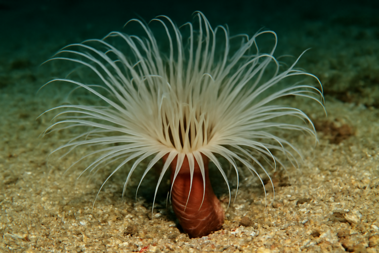 American Tube Anemone