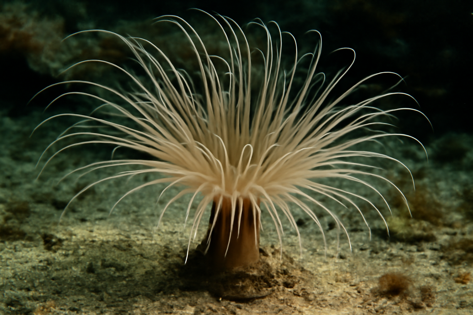 Northern Cerianthid