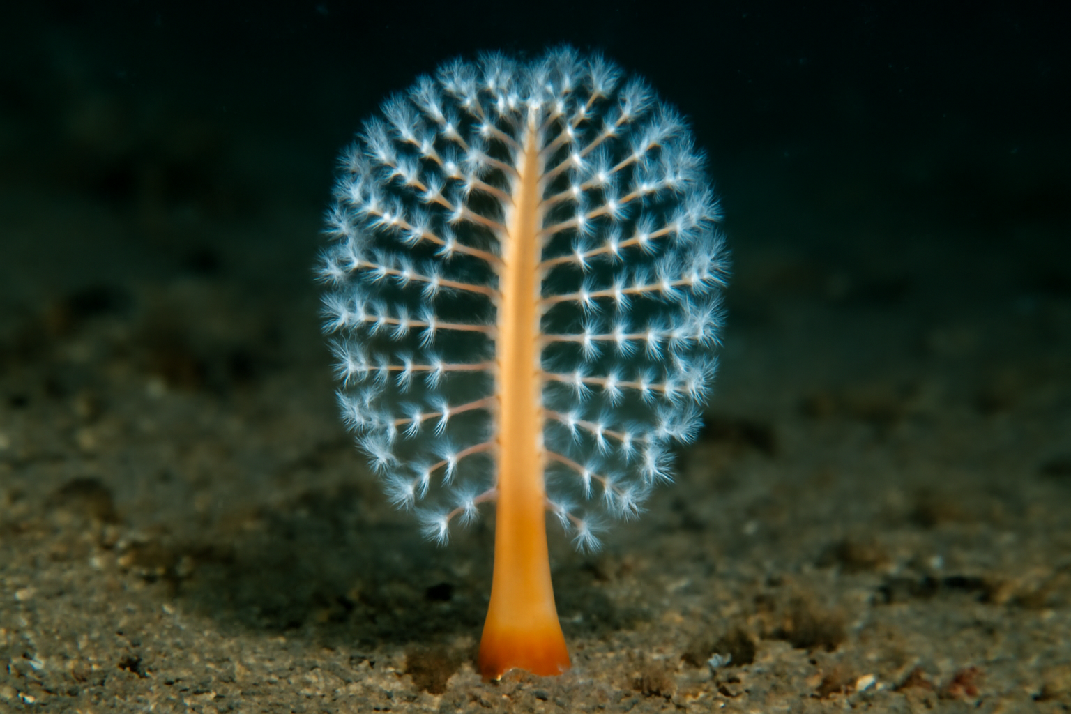Nightlight sea pen