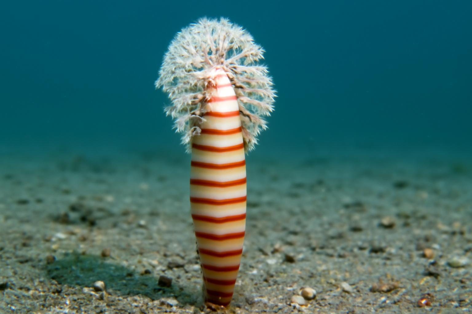 Band sea pen
