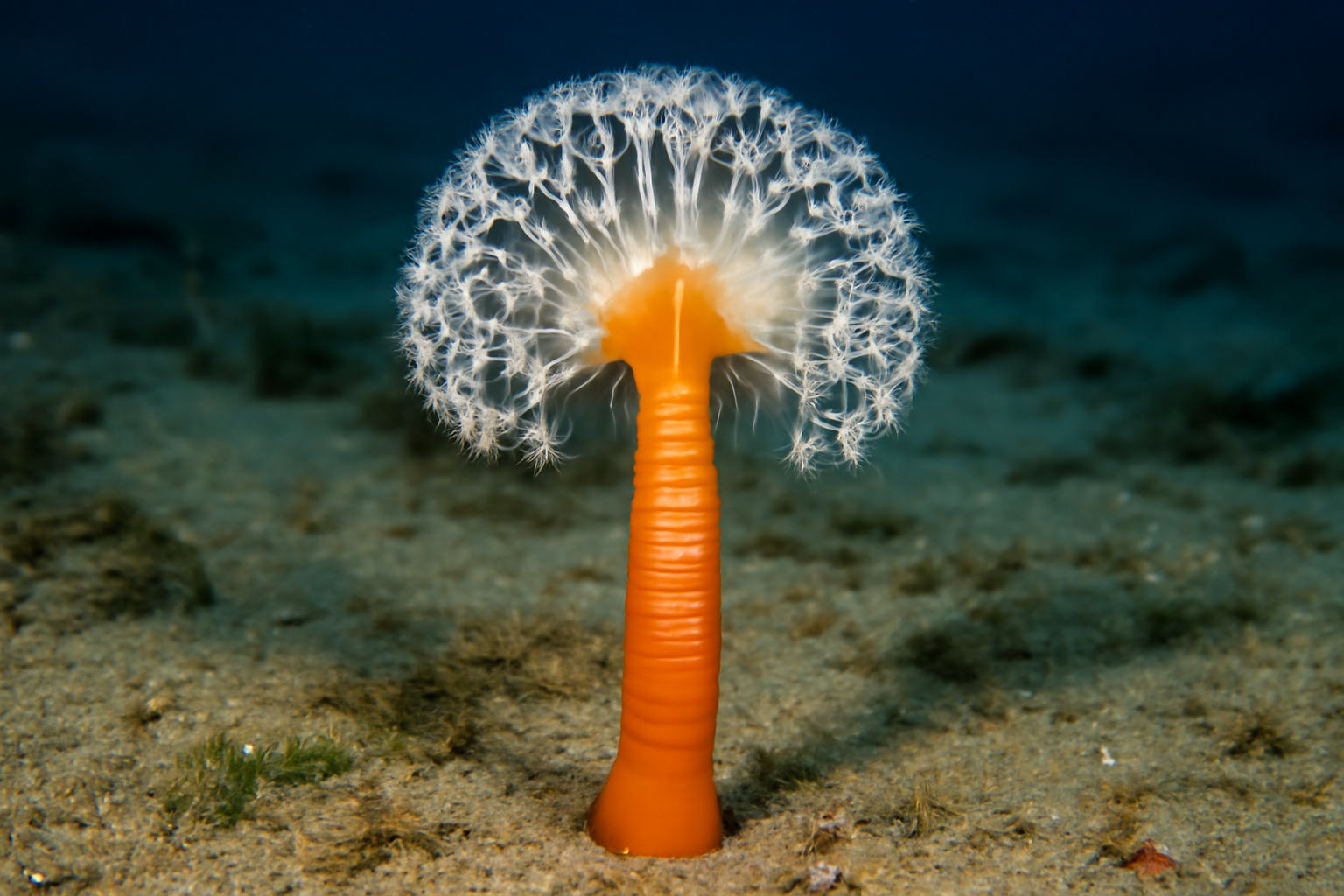 Mace sea pen