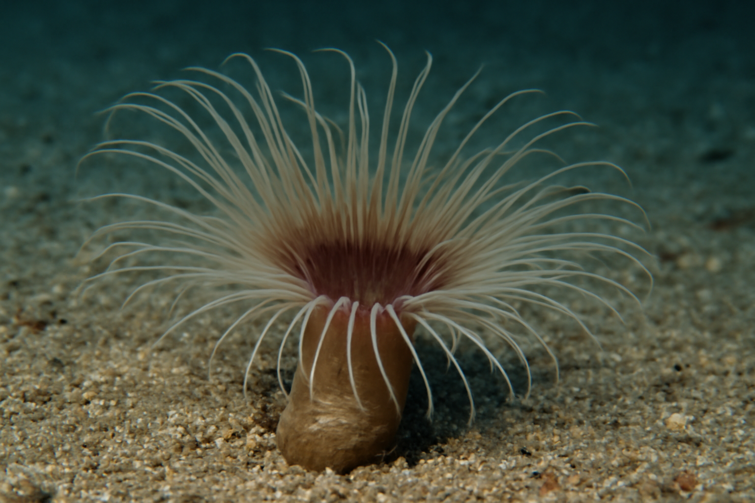 Tube Anemone