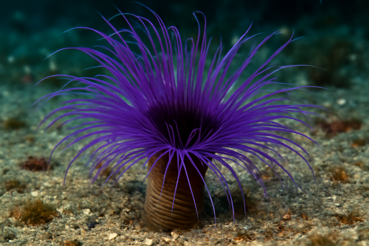 Purple Tube Anemone