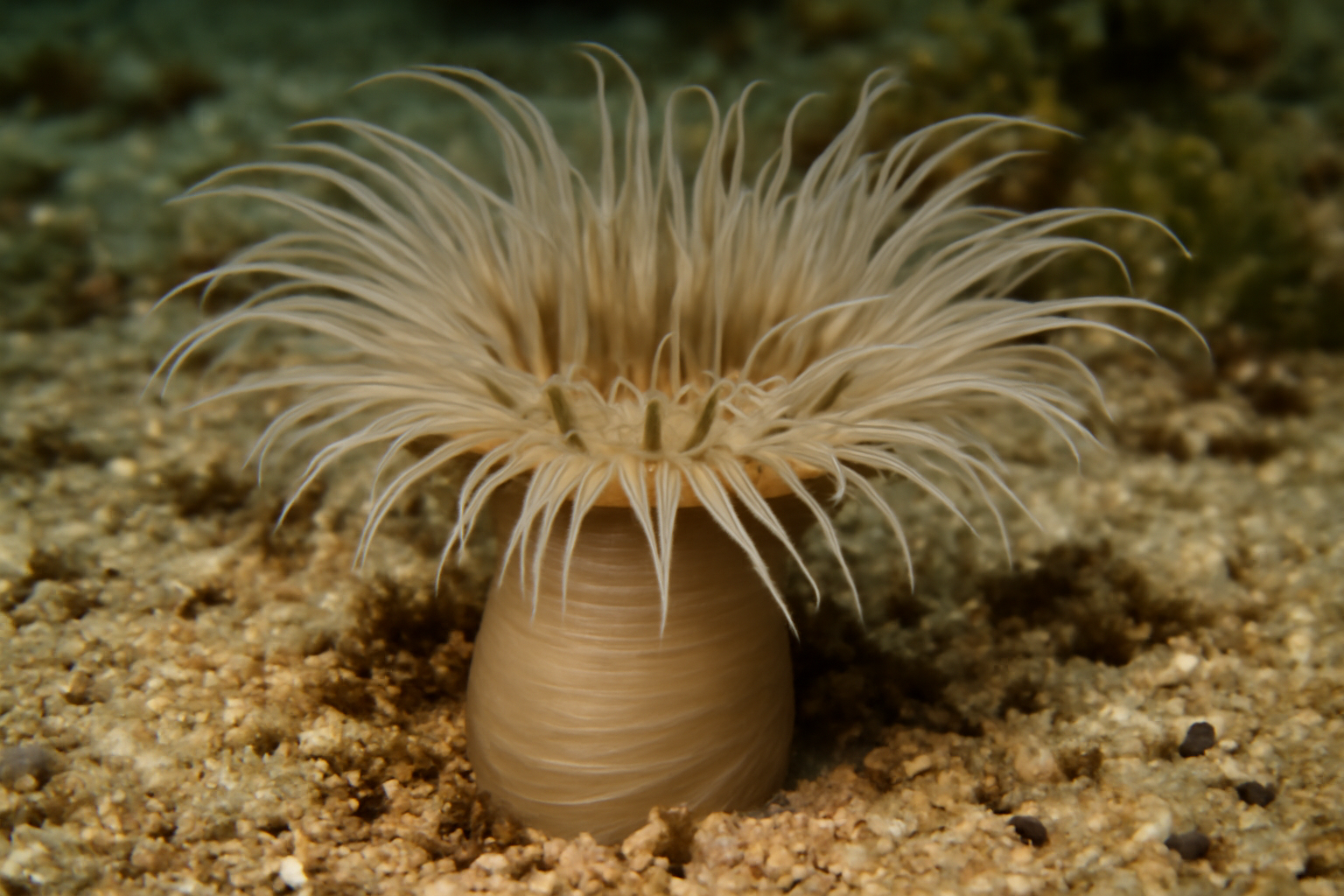 Burrowing Anemone